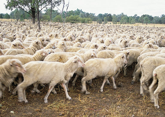 Herd of sheep running across paddock