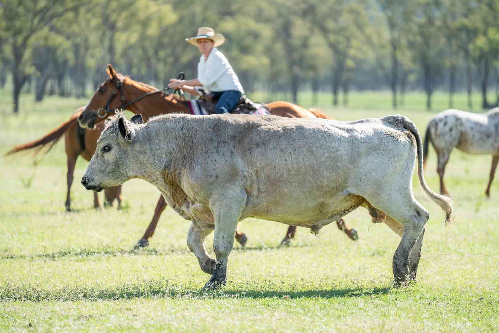 Donna mustering